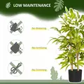 HOMCOM 2 PCs Artificial Plants Bamboo Tree in Pot Desk Fake Plants for Home Indoor Outdoor Decor, 15x15x60cm, Green - 6