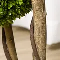 HOMCOM Set of 2 Decorative Artificial Tree Boxwood Ball Topiary Tree in Pot, Fake Plant for Home Indoor Outdoor Decor, 90 cm, Light Green - 9