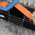 PawHut Small Animal Cage Rabbit Guinea Pigs Chinchillas Cage w/ Wheels Water Bottle Food Dish Platform Ramp 89 x 44 x 43 cm Black - 9