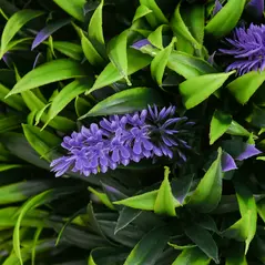 HOMCOM Set of 2 Artificial Plants, Lavender Flowers Ball Trees with Pot, for Home Indoor Outdoor Decor, 70cm - 8