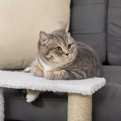 PawHut Pet Stair with 3-step Climb Ladder, Scratching Posts, Platforms, Toy Ball, for Indoor Elderly Cats Kittens, White - 9