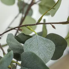 HOMCOM Set of 2 Decorative Artificial Tree, 4ft/ 120cm Silk Eucalyptus Trees with 230 Silver Dollar Leaves in Pot, Fake Plants for Home, Office, Living Room, Indoor Decor - 9