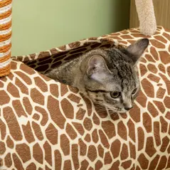 PawHut Giraffe-Designed Cat Tree, with Scratching Posts, Cat Tunnel, Toy Ball - Beige - 6