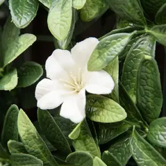 Outsunny 12PCS Artificial Boxwood Wall Panels 50cm x 50cm Rhododendron Privacy Fence Screen Faux Hedge Greenery Backdrop for Home Garden Backyard Balcony - 9