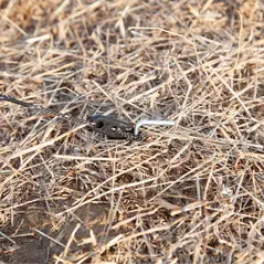 Outsunny Camping Windbreak, Foldable Portable Wind Blocker w/ Carry Bag and Steel Poles, Beach Sun Screen Shelter Privacy Wall, 450cm x 150cm - 9