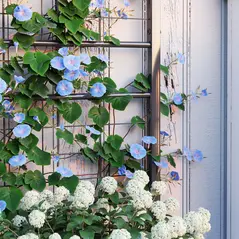 Outsunny Raised Bed for Garden with Trellis, Galvanised Planter Box with Diamond Pattern, Drainage Holes for Vegetables, Herbs and Flowers, 90 x 40 x 120 cm, Black - 8