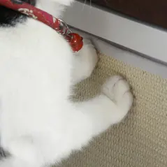 PawHut Cat House Bed Cat Scratching Cube for Small Cat Pet Furniture with Removable Scratching Pad and Soft Cushion White - 7