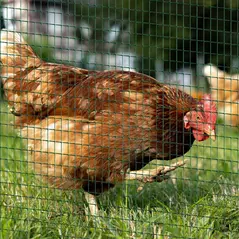 Pawhut PVC Coated Welded Wire Mesh Fencing Chicken Poultry Aviary Fence Run Hutch Pet Rabbit 30m Dark Green - 2