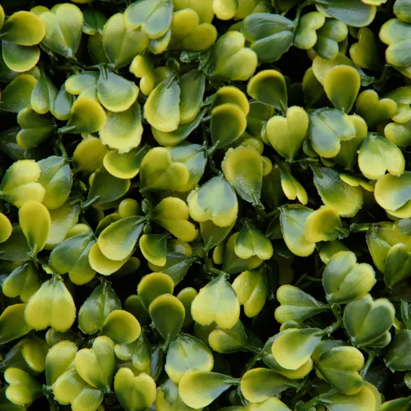 Outsunny 12PCS Artificial Boxwood Wall Panels 50cm x 50cm Grass Privacy Fence Screen Faux Hedge Greenery Backdrop Encrypted Milan Grass for Home Garden Backyard Balcony - 9